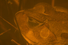 Sclerophrys pardalis