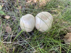 Agaricus