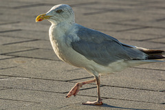Larus argentatus