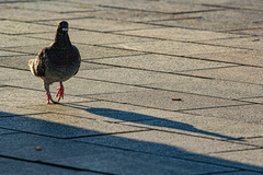 Columba livia domestica