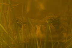 Sclerophrys pardalis