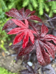 Acer palmatum