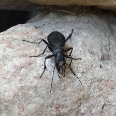 Carabus turcomanorum