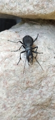 Carabus turcomanorum