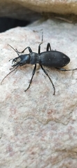 Carabus turcomanorum