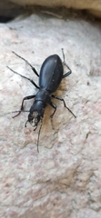 Carabus turcomanorum