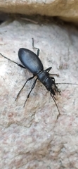 Carabus turcomanorum