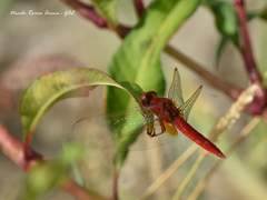 Crocothemis erythraea