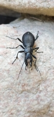 Carabus turcomanorum