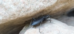 Carabus turcomanorum
