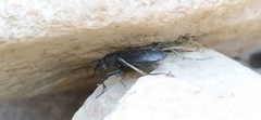 Carabus turcomanorum