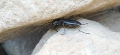 Carabus turcomanorum