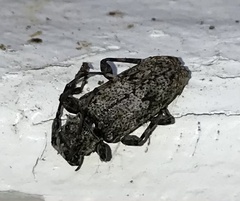 Aegomorphus modestus