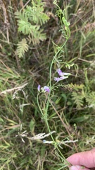 Vicia biennis
