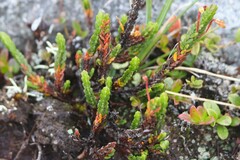 Cassiope tetragona