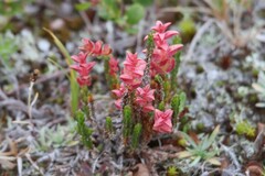 Exobasidium hypogenum