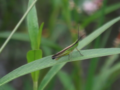 Orthochtha dasycnemis