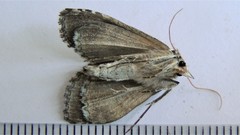 Chrysanympha formosa