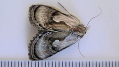 Chrysanympha formosa