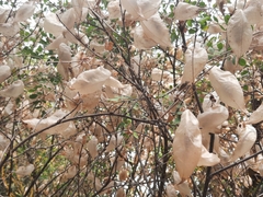Colutea