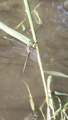 Somatochlora metallica