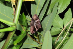 Bastilla arcuata