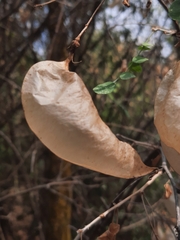 Colutea
