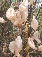 Colutea