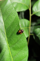 Amblyopus interruptus