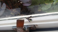 Ancistrocerus unifasciatus