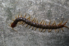 Scolopendra mutilans