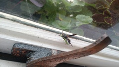 Ancistrocerus unifasciatus
