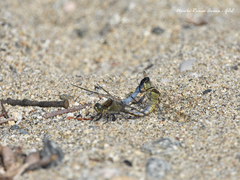 Orthetrum cancellatum