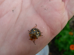 Chinavia marginata