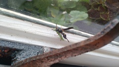 Ancistrocerus unifasciatus