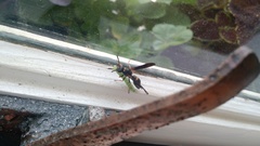 Ancistrocerus unifasciatus