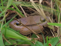Spirama glaucescens