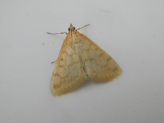 Hahncappsia pergilvalis