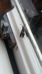 Ancistrocerus unifasciatus