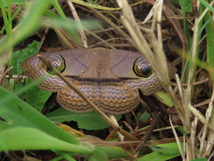 Spirama glaucescens