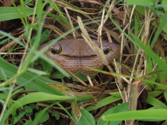 Spirama glaucescens