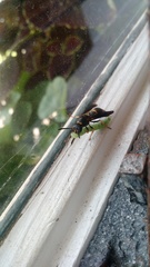 Ancistrocerus unifasciatus