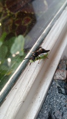 Ancistrocerus unifasciatus