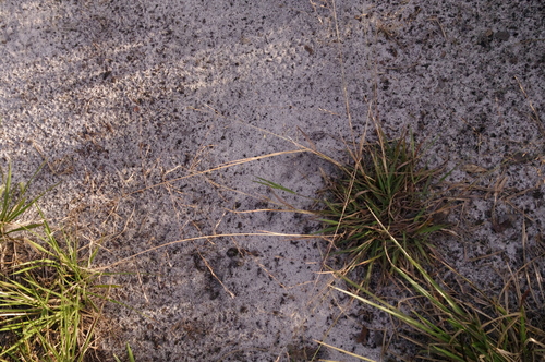 Image of Coastal Lovegrass by (c) Eric Knight, some rights reserved (CC BY)