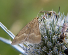 Pyrausta aerealis