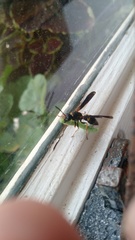 Ancistrocerus unifasciatus