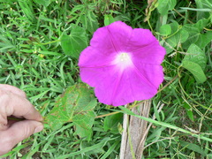 Ipomoea orizabensis novogaliciana
