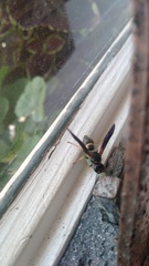 Ancistrocerus unifasciatus