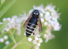 Vespula consobrina
