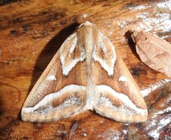 Caripeta angustiorata